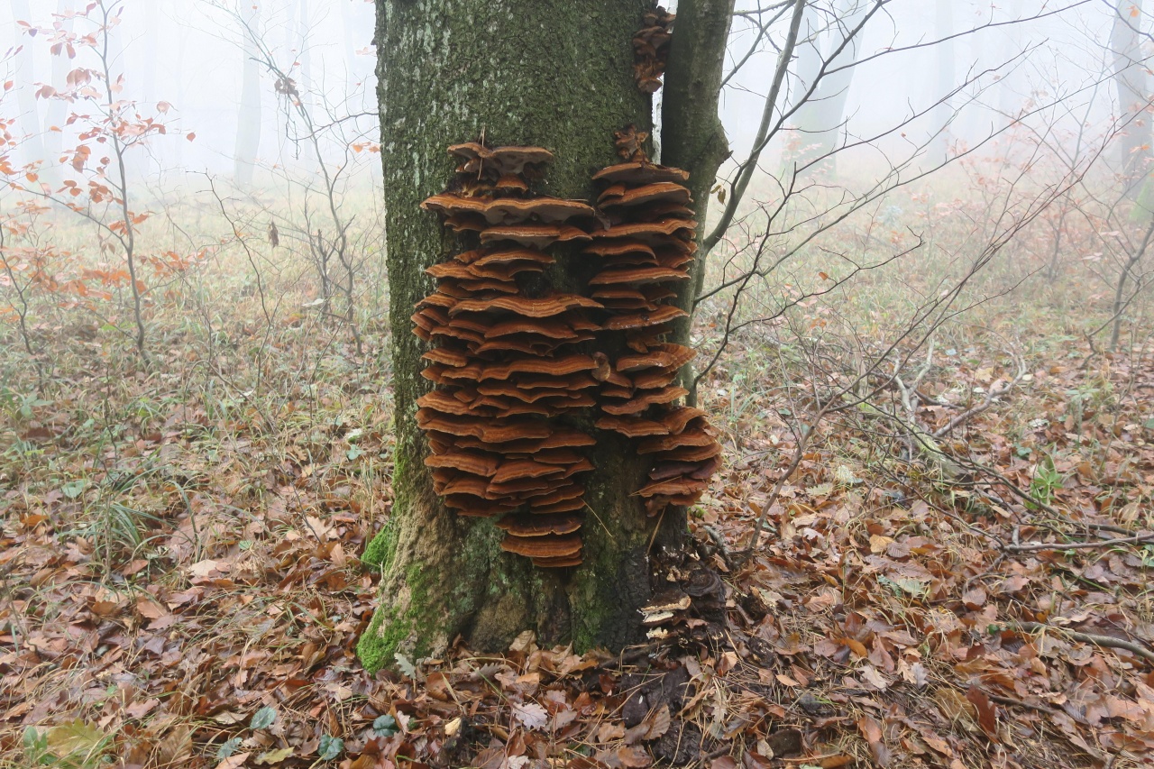 Eine wirklich beeindruckende Gruppe auf stehender Buche. Einige der dickeren Äste waren 