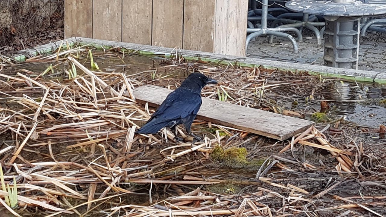 Carrion Crow in KraMobil App spotted by Ka vonSeiten on 13.03.2021