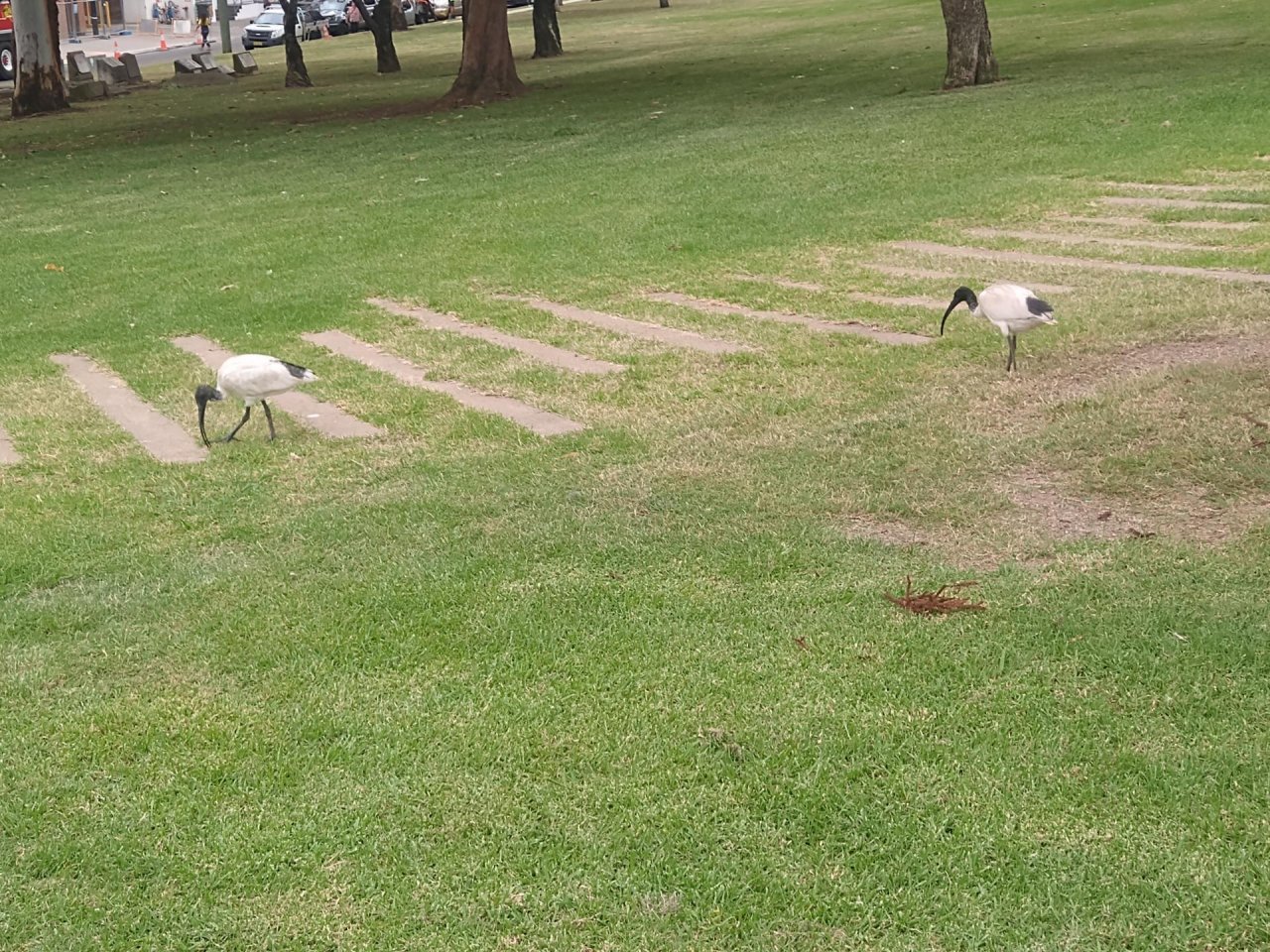 White Ibis in Big City Birds App spotted by Anna on 11.03.2021