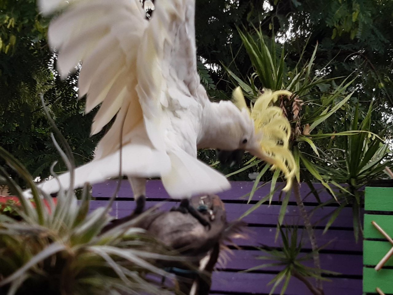 Sulphur-crested Cockatoo in Big City Birds App spotted by Feather on 19.01.2021