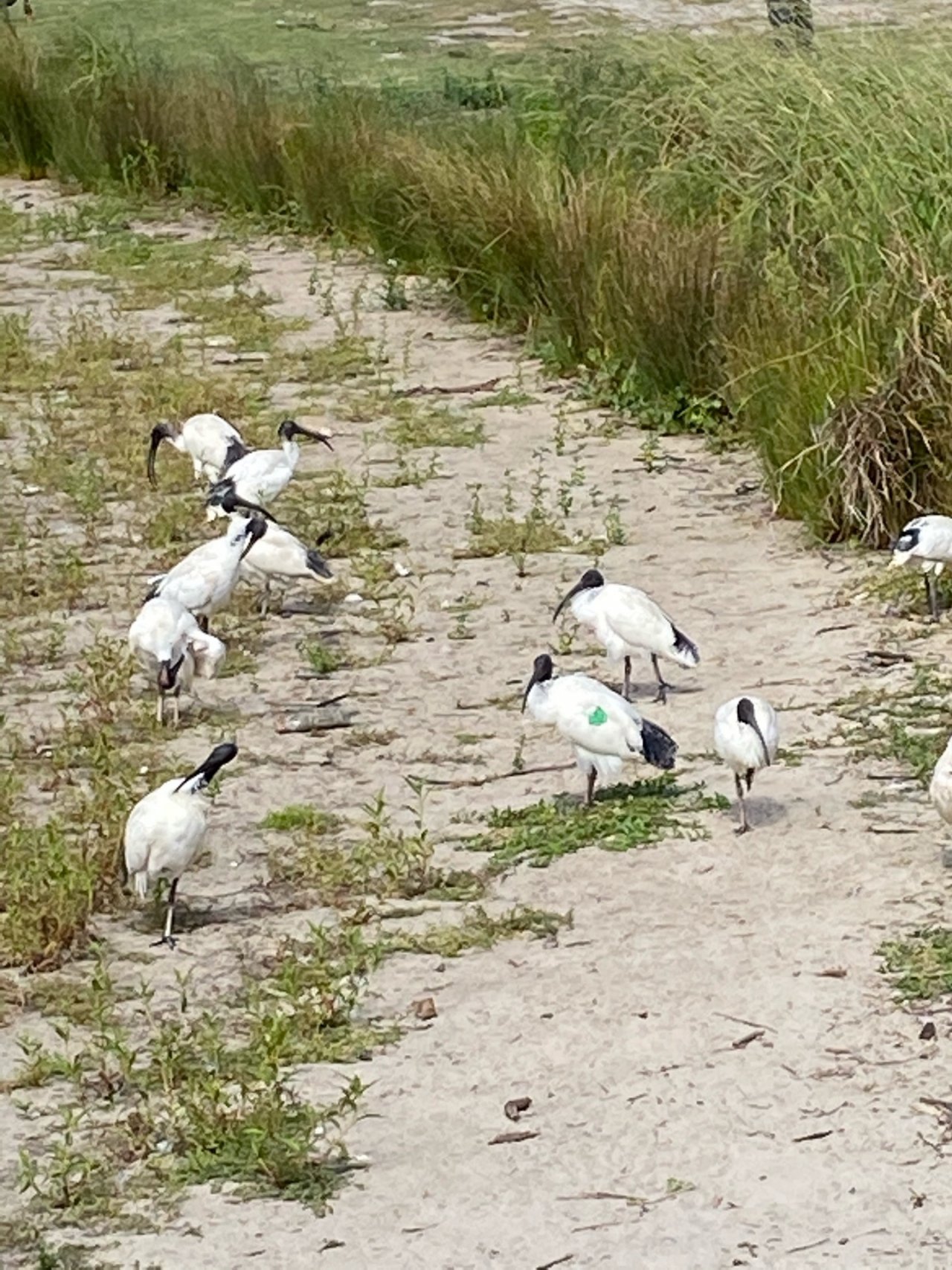 White Ibis in Big City Birds App spotted by Timo Rissanen on 05.03.2021