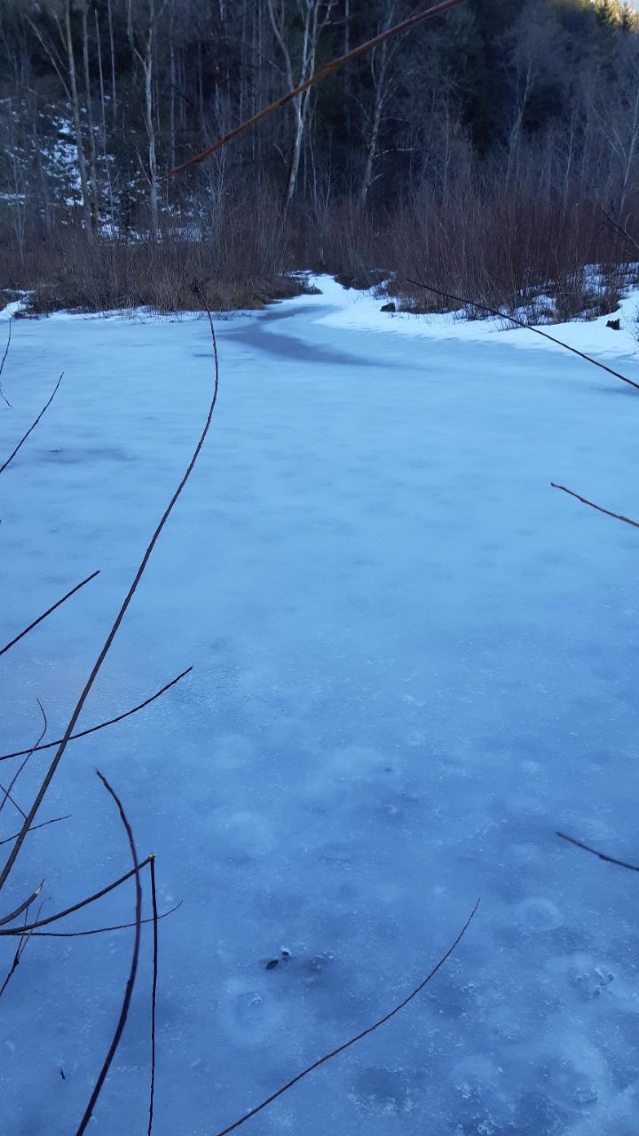 Eis auf Bächen und Teichen in Naturkalender App spotted by Steinbock on 21.02.2021