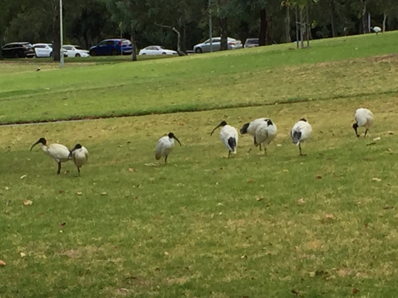 White Ibis in Big City Birds App spotted by Kate Eatts on 17.01.2021