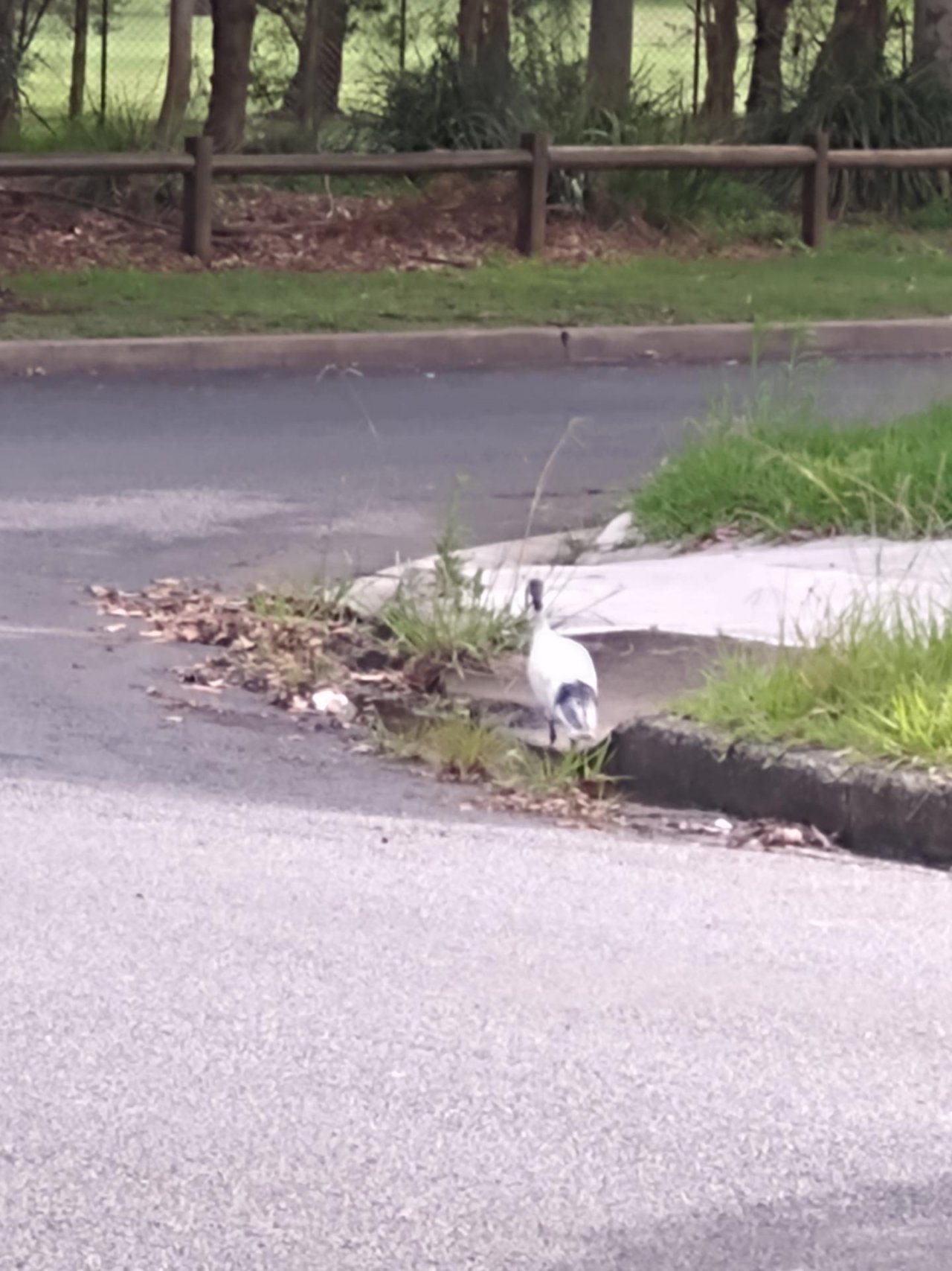 White Ibis in Big City Birds App spotted by Anna on 08.01.2021