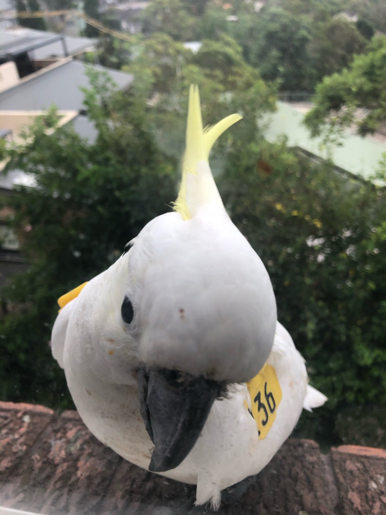 Sulphur-crested Cockatoo in Big City Birds App spotted by Cockie on 27.01.2021