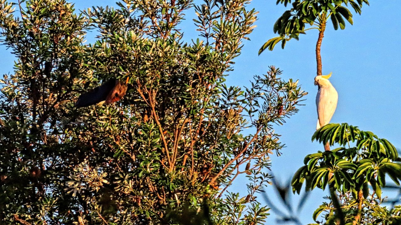 Sulphur-crested Cockatoo in Big City Birds App spotted by Bill de Belin on 17.02.2021