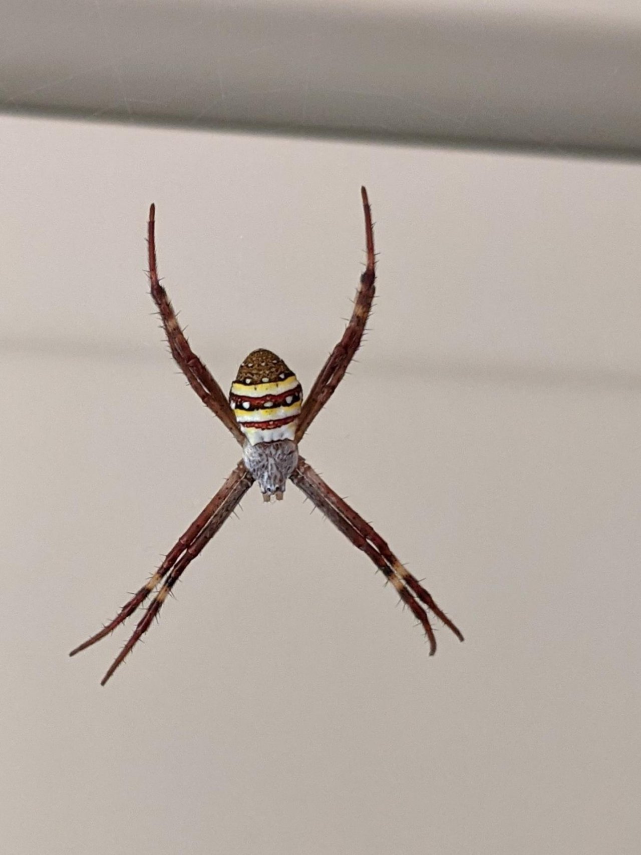St Andrew’s Cross Spider in ClimateWatch App spotted by Sandra McCullough on 25.12.2020