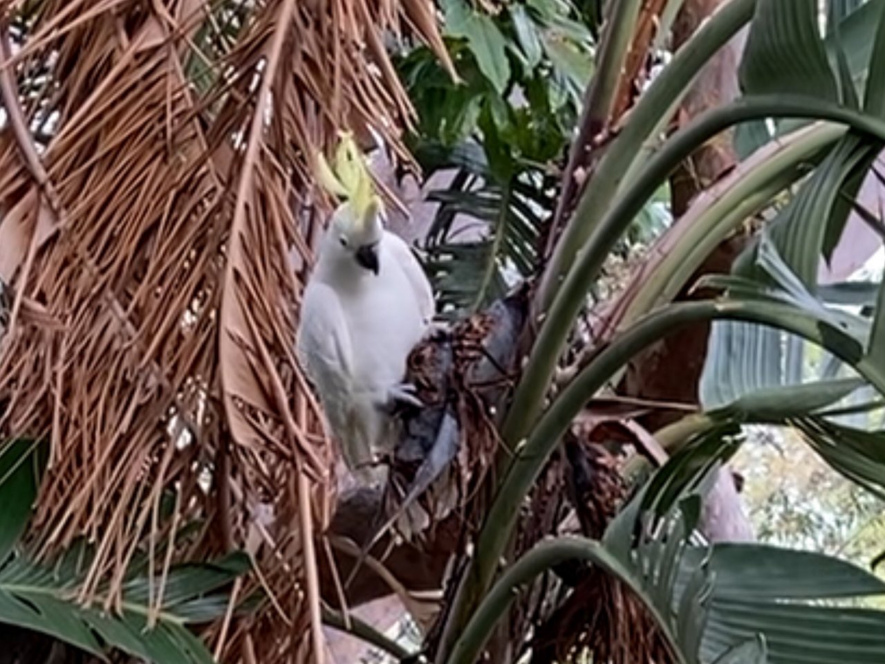 Sulphur-crested Cockatoo in Big City Birds App spotted by ednaward on 12.02.2021