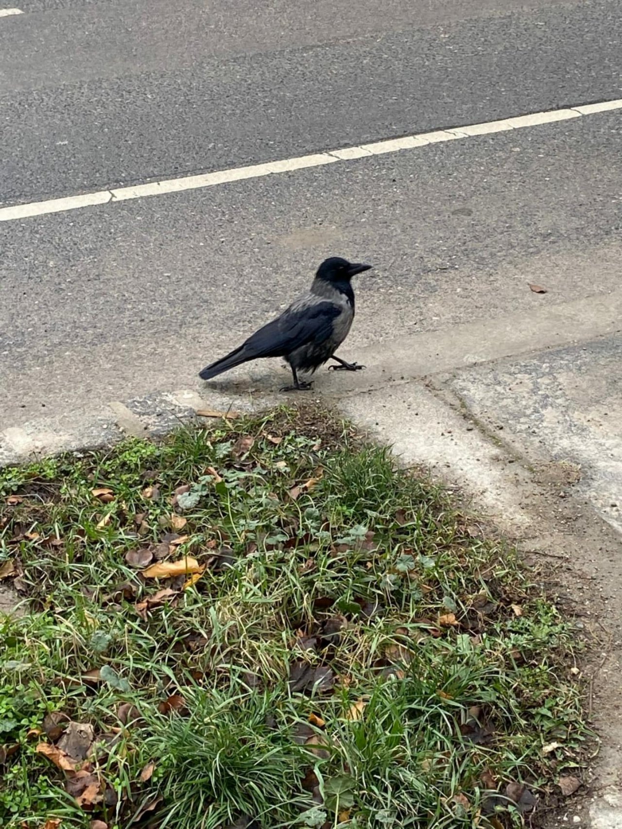 Hooded Crow in KraMobil App spotted by Brigitte Denk on 02.01.2021