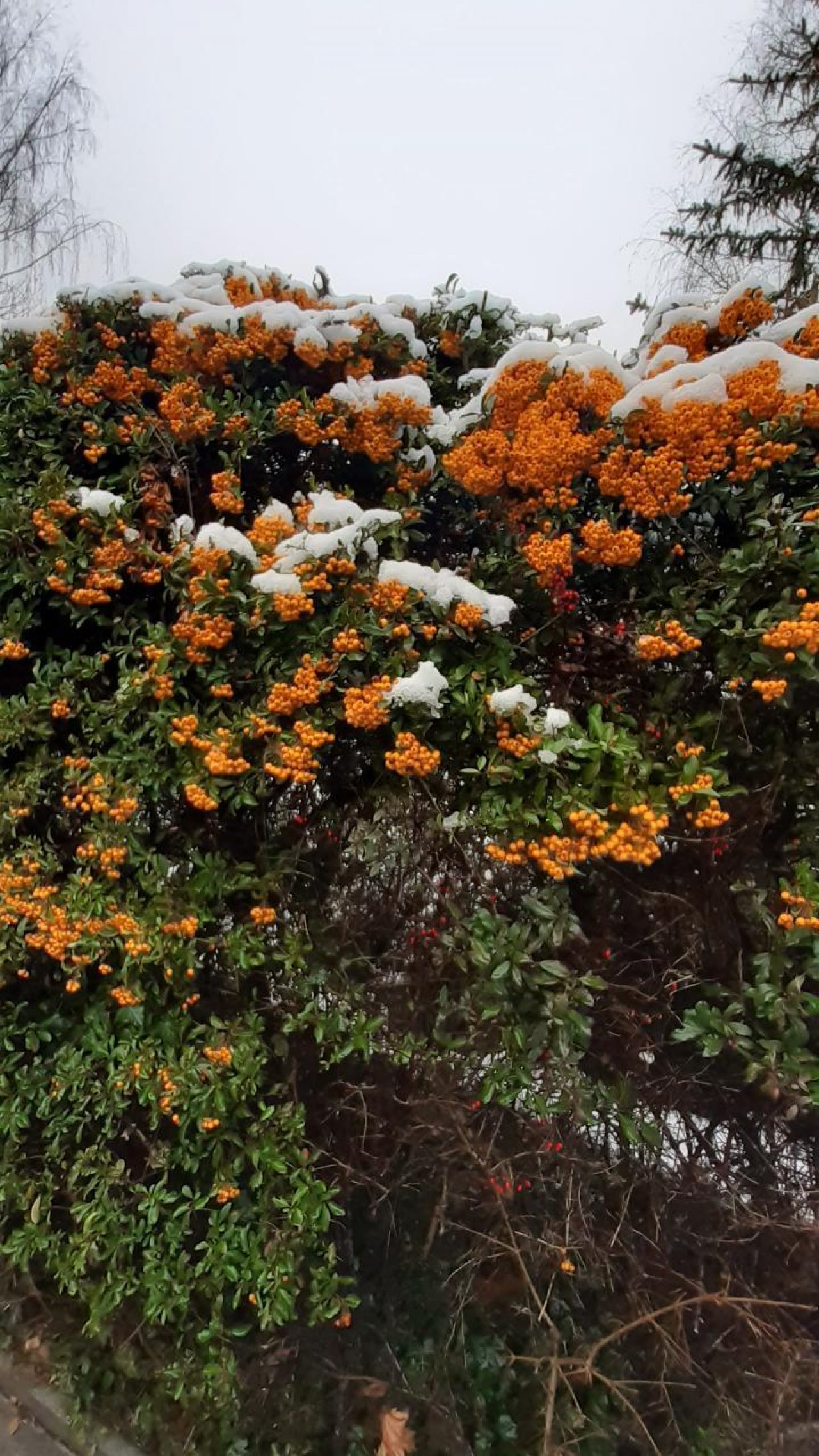 Ende der zusammenhängenden Schneedecke in Naturkalender App spotted by Julihele on 06.01.2021