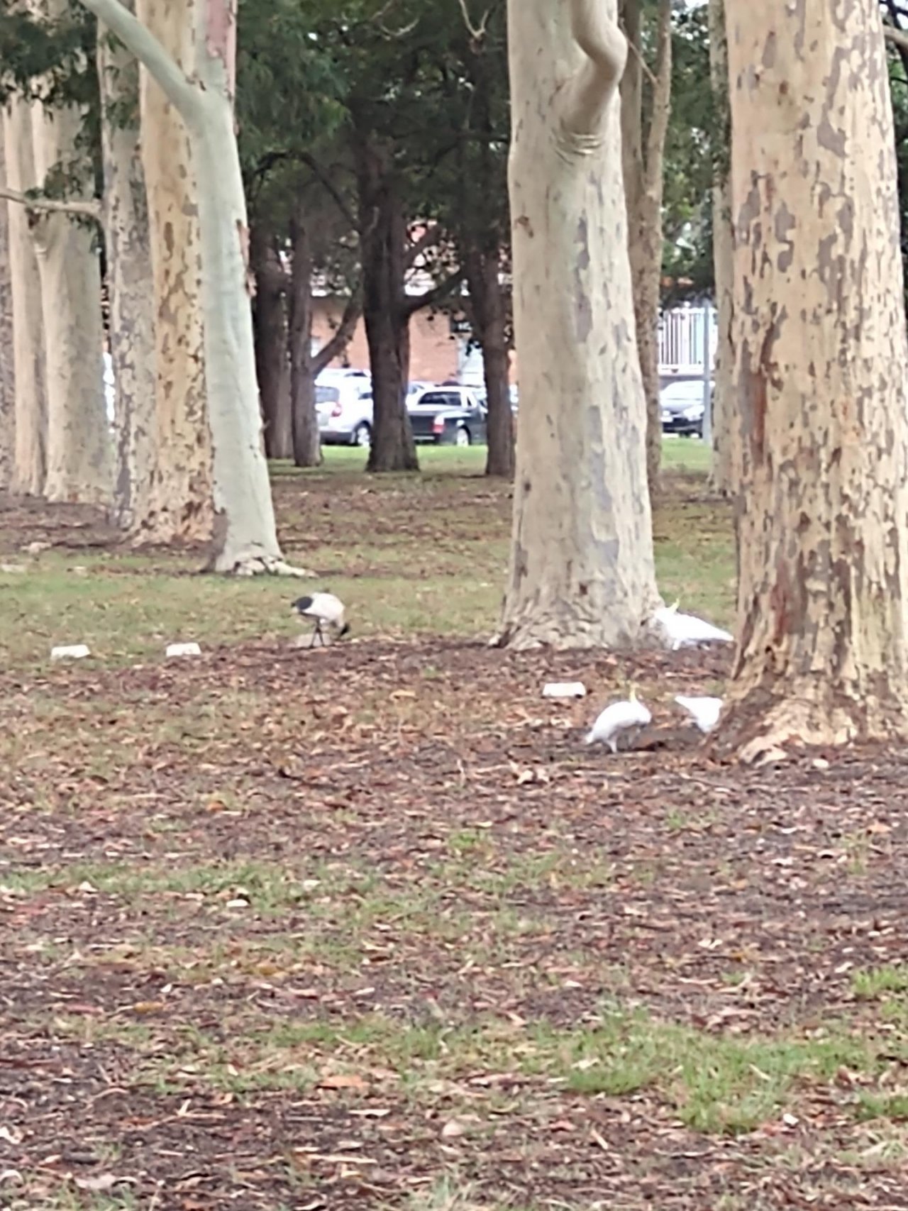 White Ibis in Big City Birds App spotted by Anna on 16.12.2020