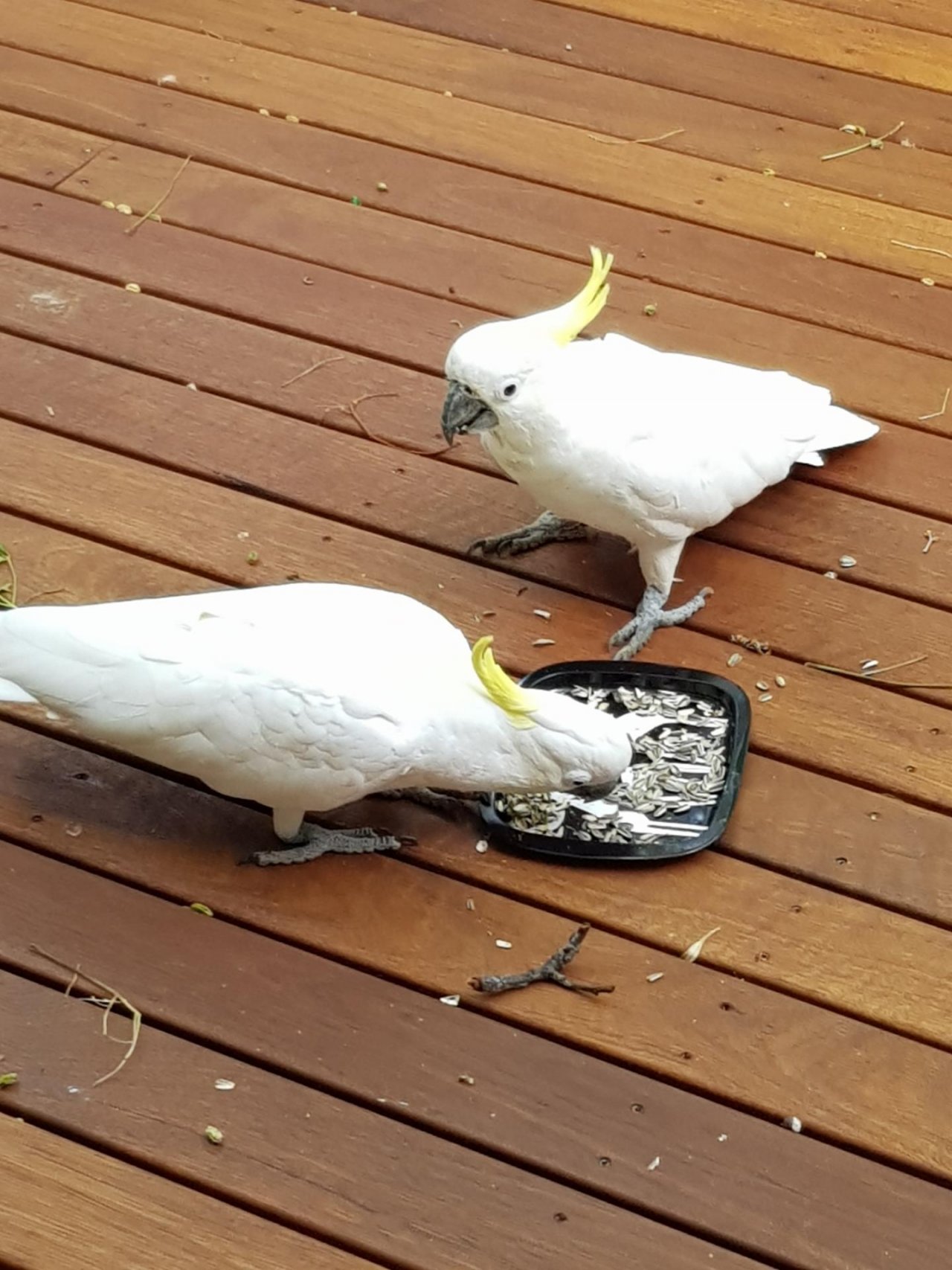 Sulphur-crested Cockatoo in Big City Birds App spotted by Patricia on 01.01.2021