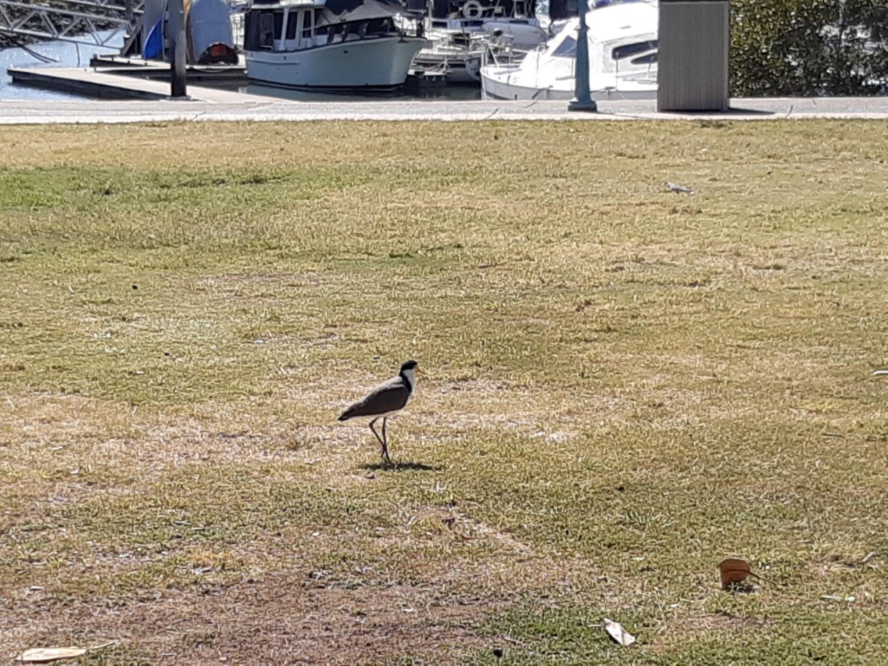 With mate in busy park | Big City Birds App | 09.12.2020