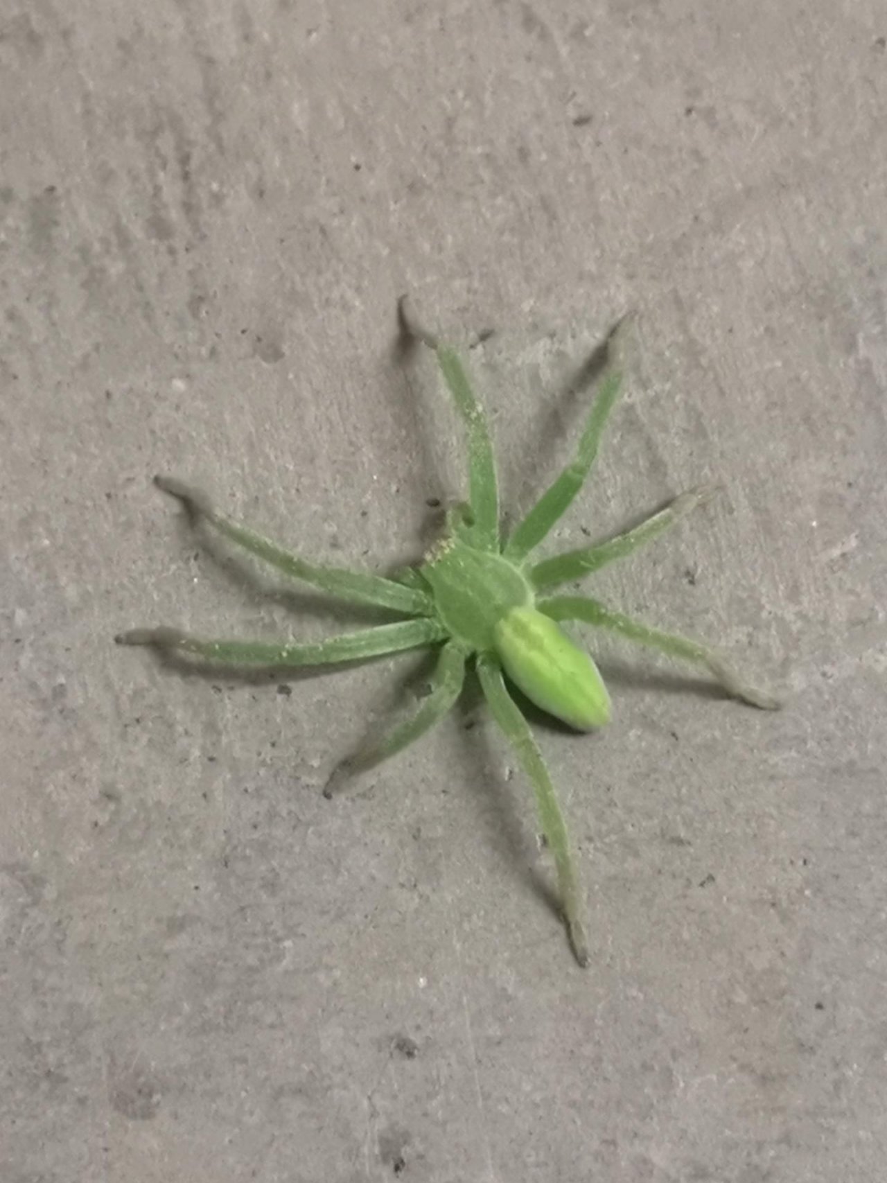 other species in SpiderSpotter App spotted by Karluise on 11.12.2020