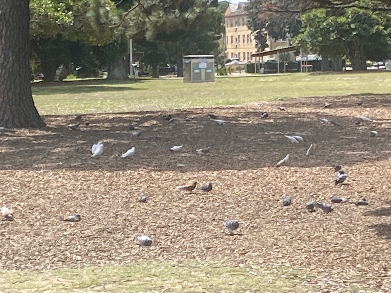 Long-billed Corella in Big City Birds App spotted by Scurge on 10.03.2021