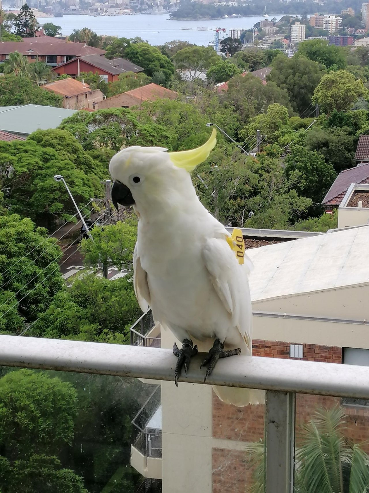 Sulphur-crested Cockatoo in Big City Birds App spotted by Loudboy on 20.12.2020