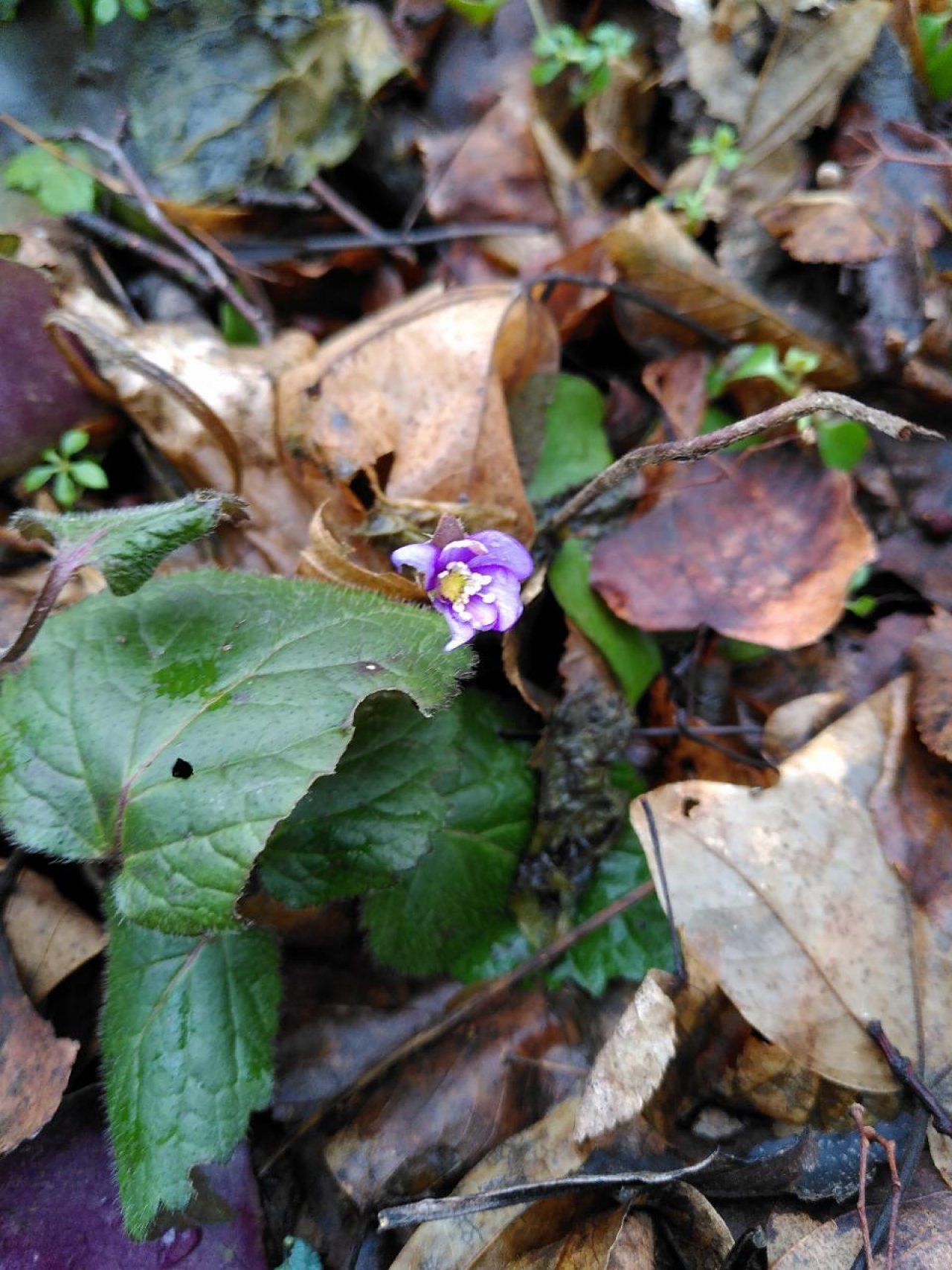 Leberblümchen in Naturkalender App spotted by TheOSWR on 03.02.2021