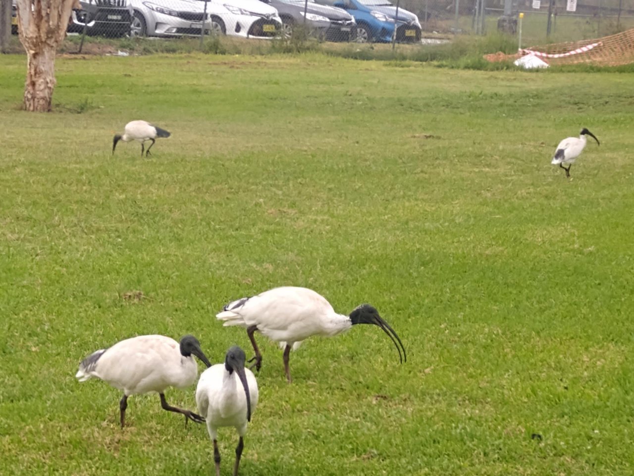 White Ibis in Big City Birds App spotted by Anna on 18.02.2021