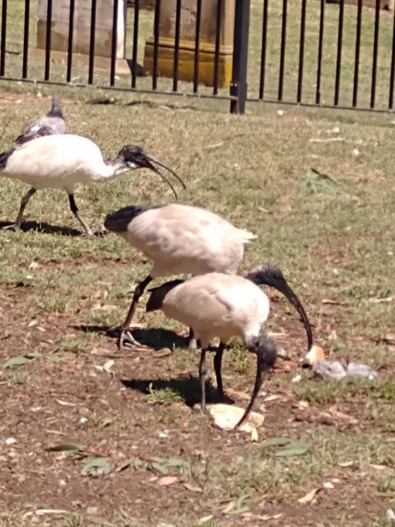 White Ibis in Big City Birds App spotted by Anna on 04.03.2021