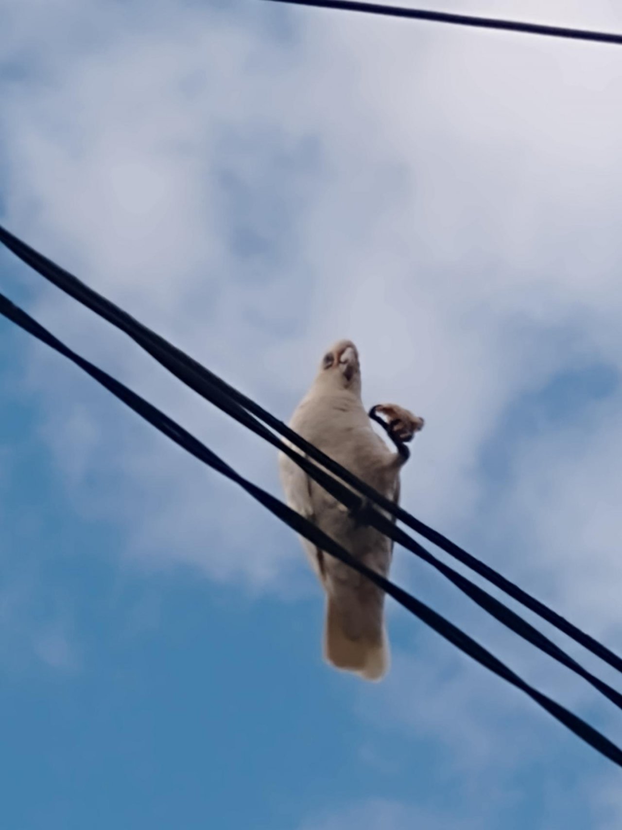 Little Corella in Big City Birds App spotted by Anna on 08.01.2021