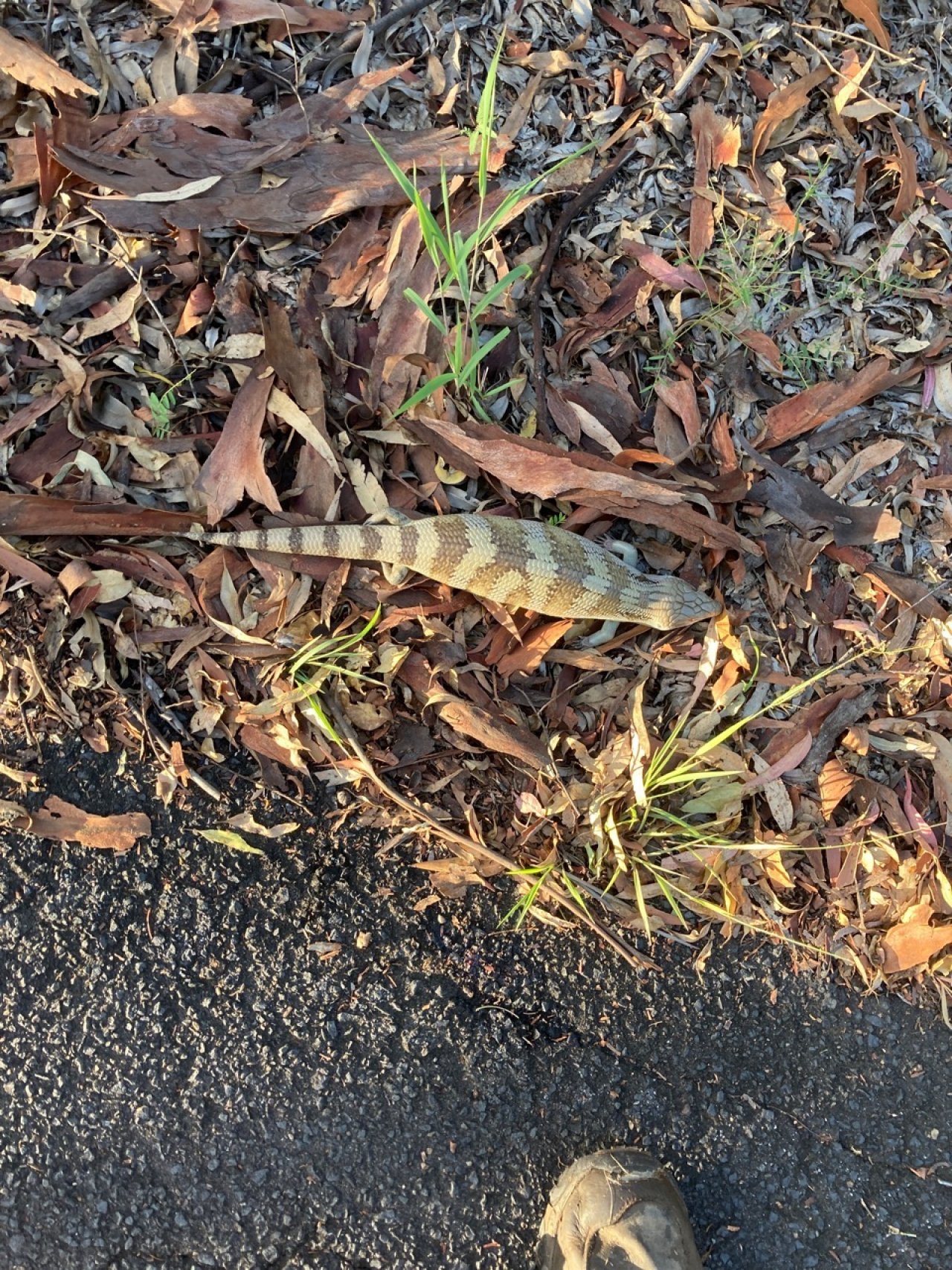 Anderes Reptil in Roadkill App spotted by Craig Sh on 07.02.2021