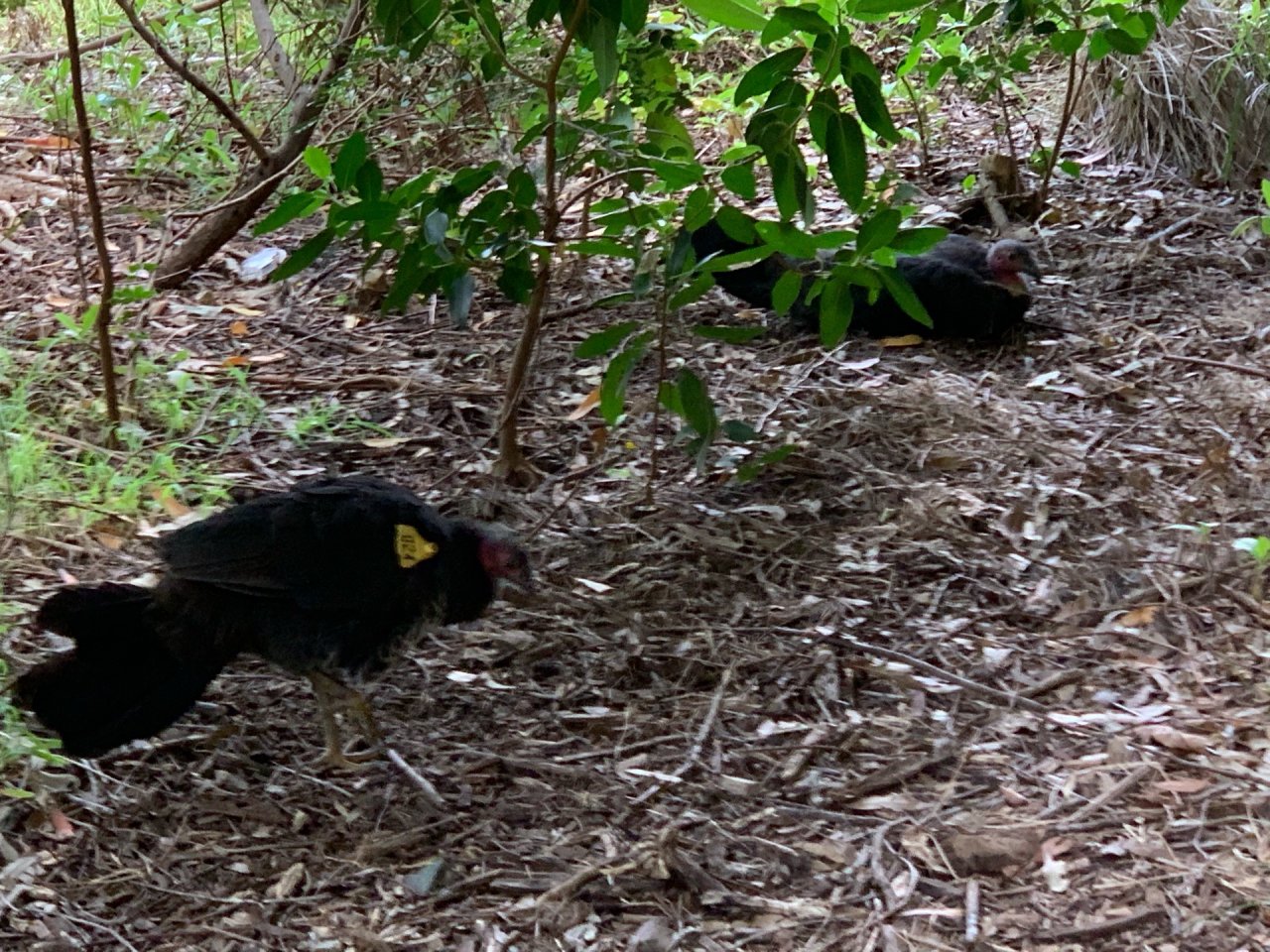 Brush-turkey in Big City Birds App spotted by John Martin on 10.03.2021