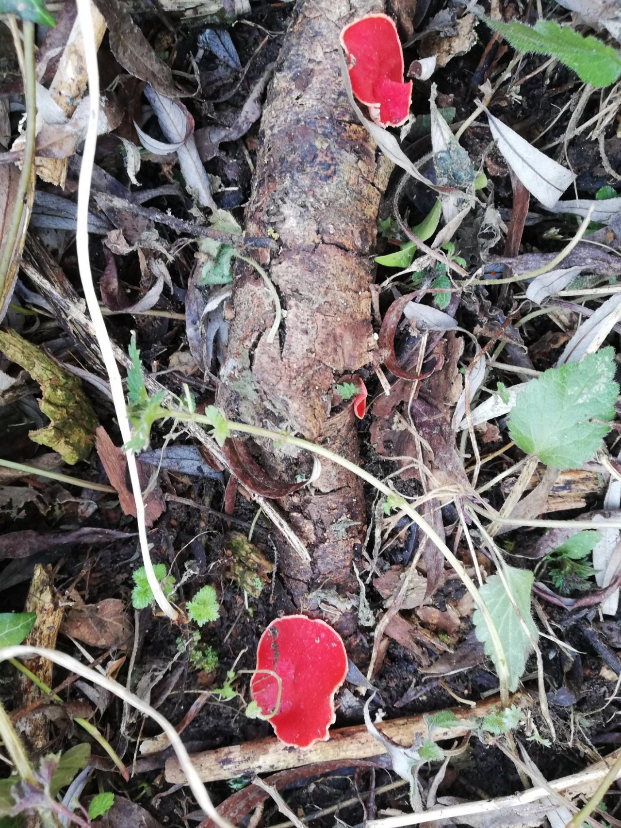 Fungi in NatureSpots App spotted by BöPour on 05.02.2021