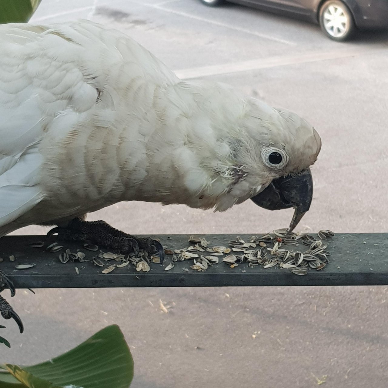 Sulphur-crested Cockatoo in Big City Birds App spotted by Patricia on 22.12.2020