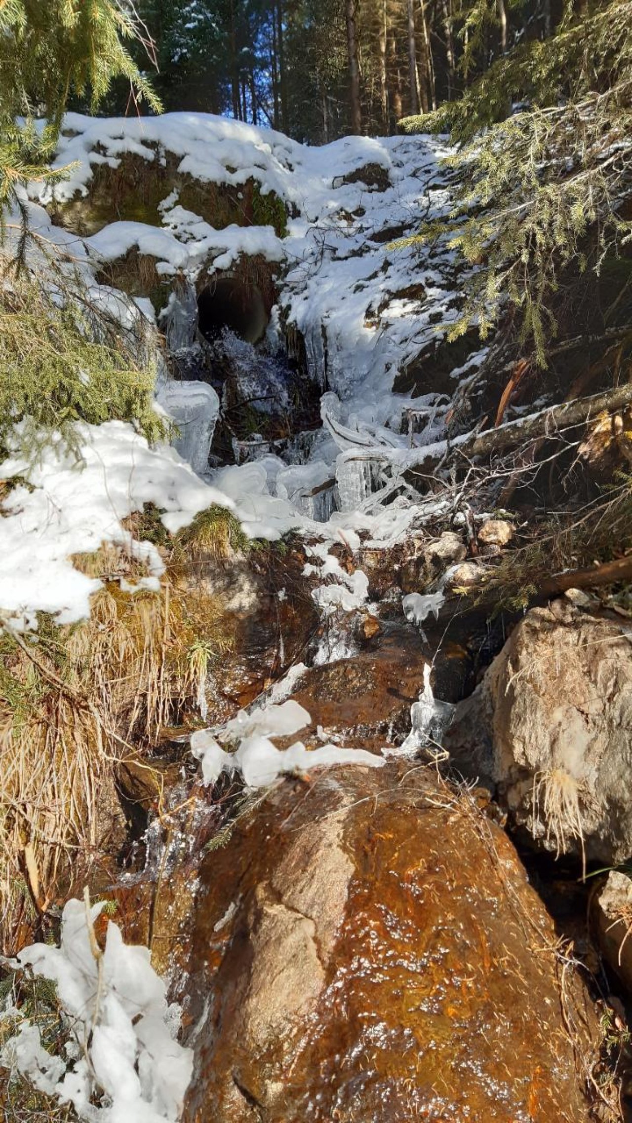 Eiszapfen in Naturkalender App spotted by Steinbock on 14.12.2020