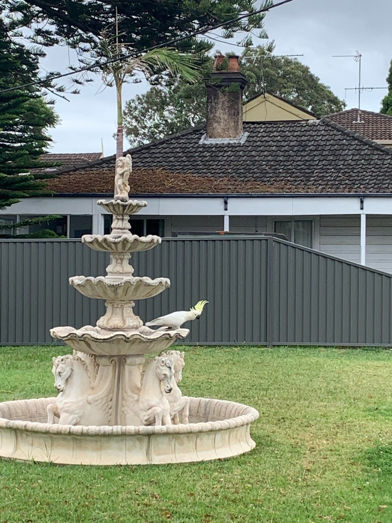 Sulphur-crested Cockatoo in Big City Birds App spotted by Laurie McGuirk on 23.02.2021