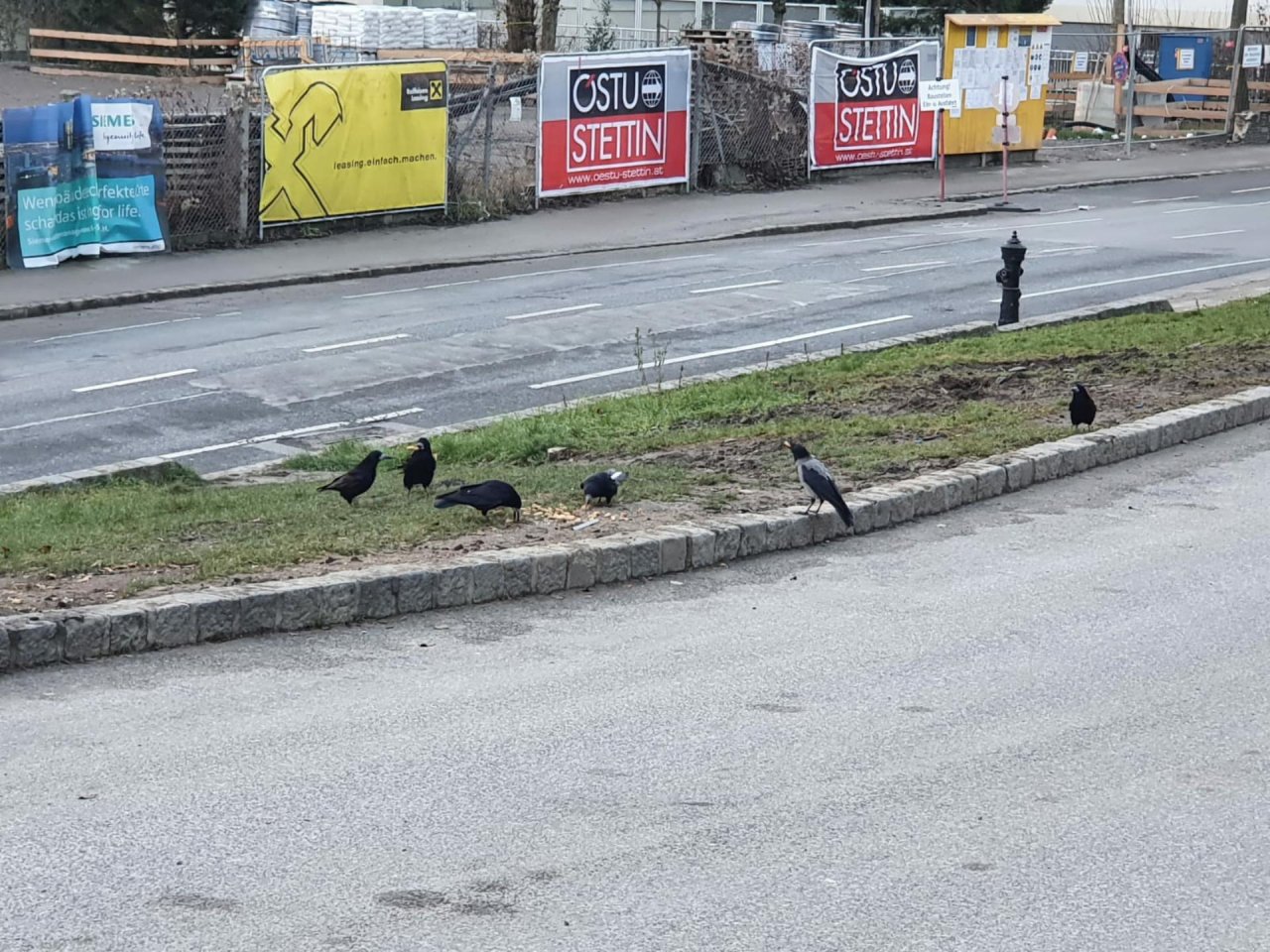 Hooded Crow in KraMobil App spotted by Brigitte Denk on 30.12.2020