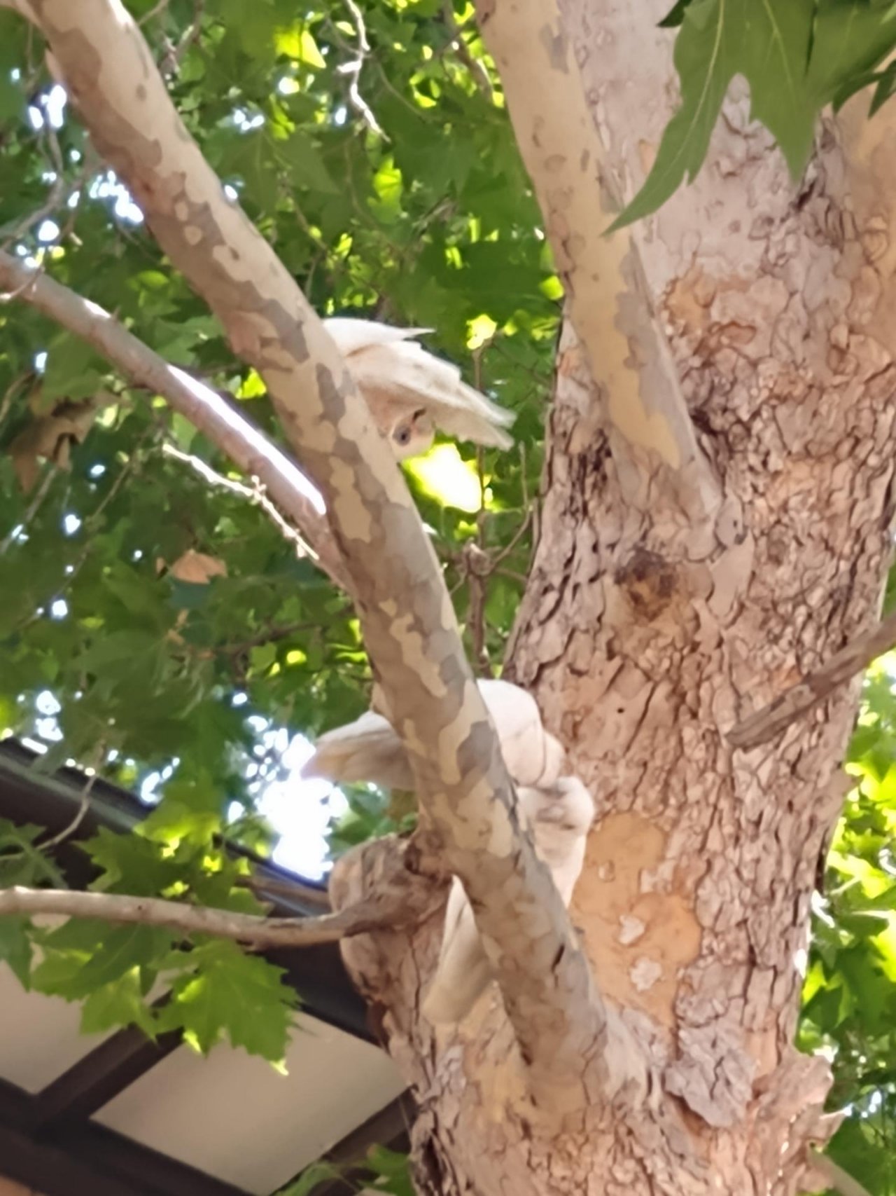 Little Corella in Big City Birds App spotted by Anna on 22.01.2021