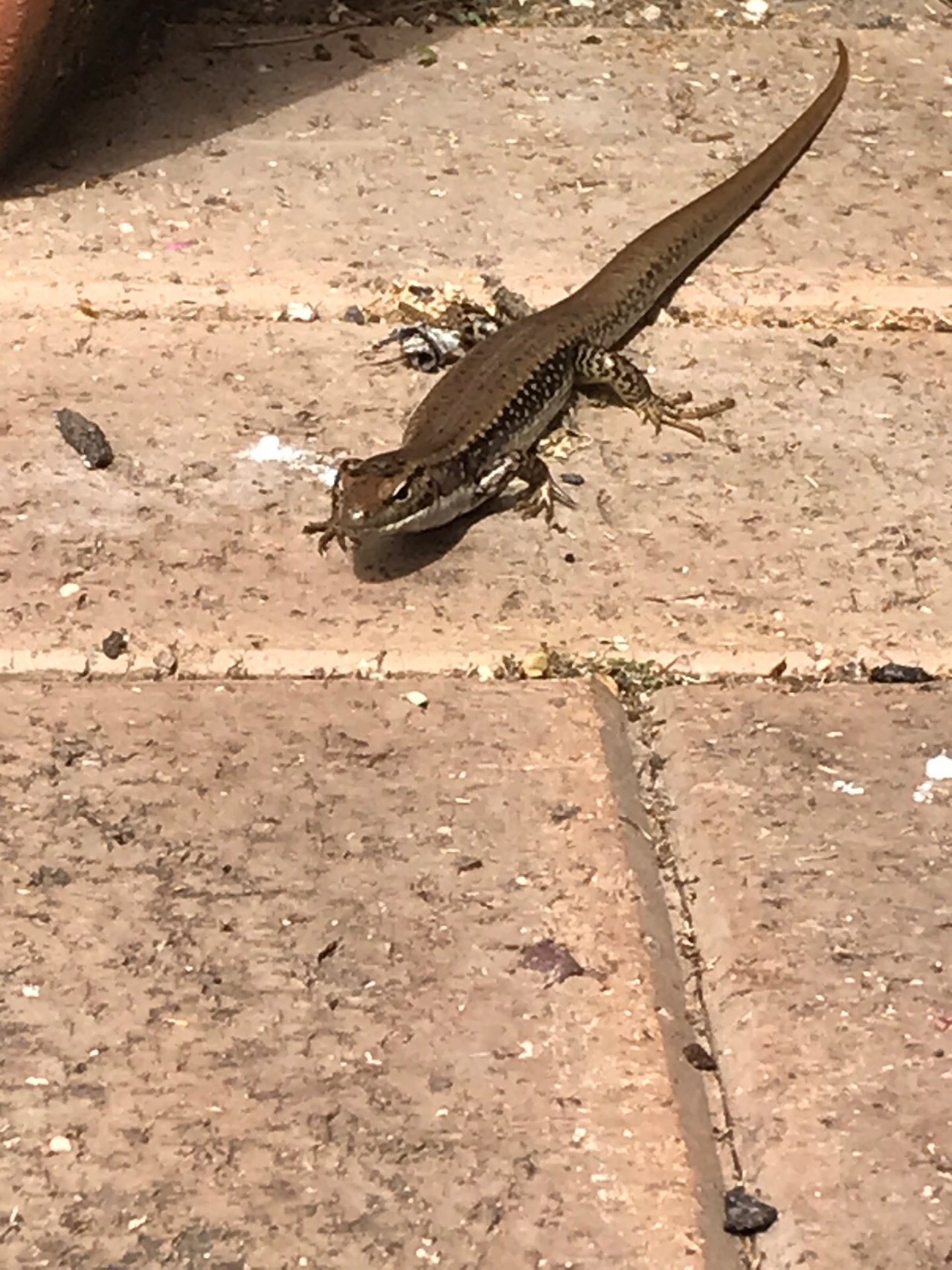 Garden Skink (Southern) in ClimateWatch App spotted by Robyn Amair on 13.02.2021