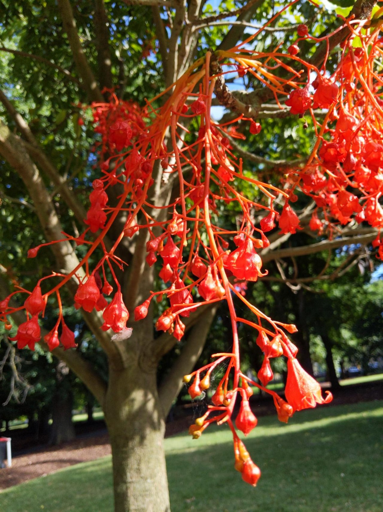 Illawarra Flame Tree in ClimateWatch App spotted by Sandra McCullough on 18.12.2020