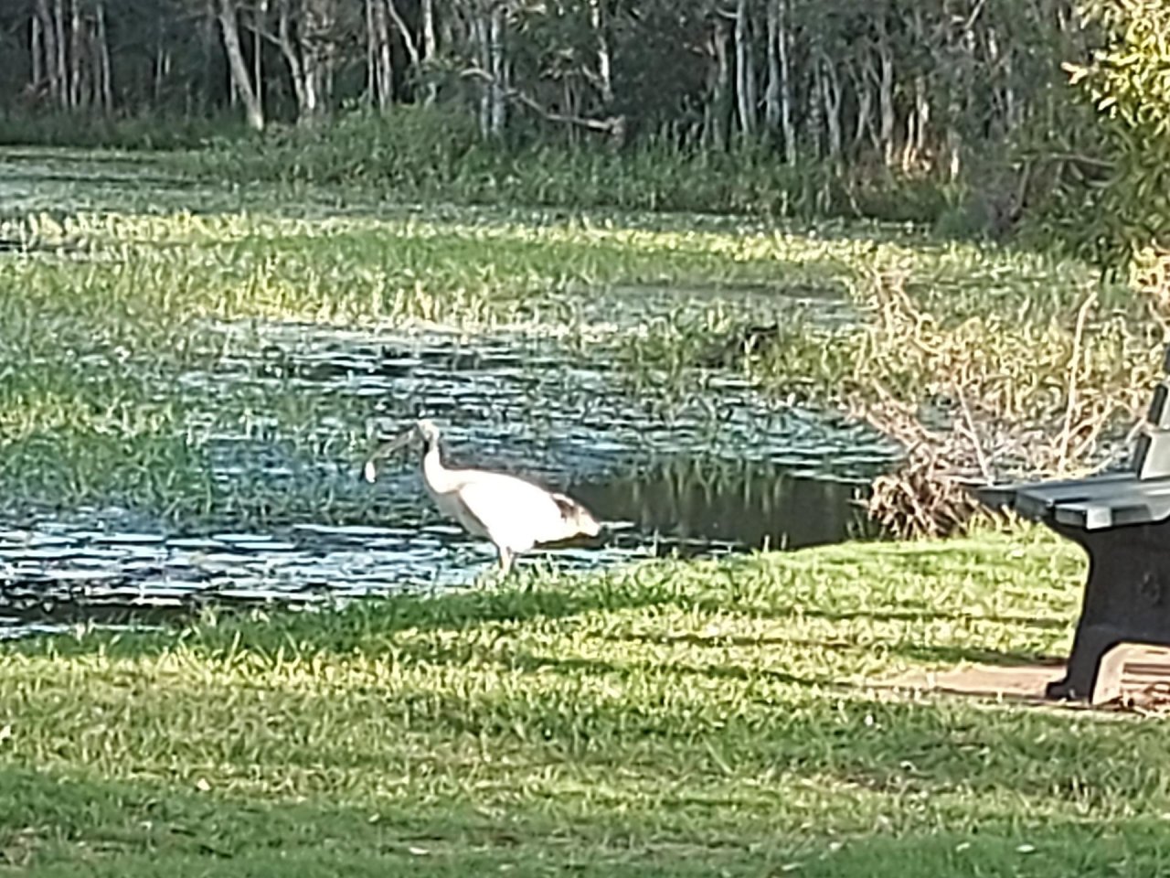 White Ibis in Big City Birds App spotted by Feather on 08.02.2021