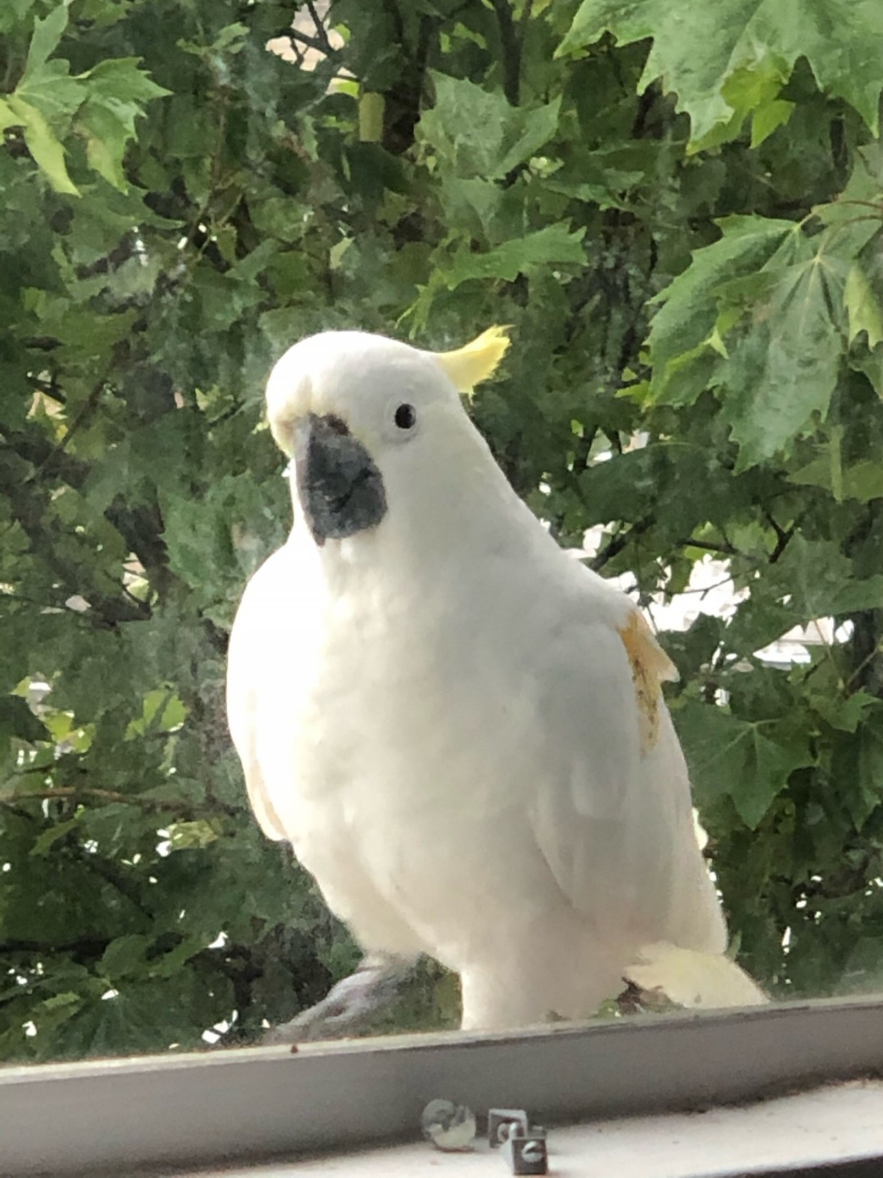 Sulphur-crested Cockatoo in Big City Birds App spotted by Lexie on 15.12.2020