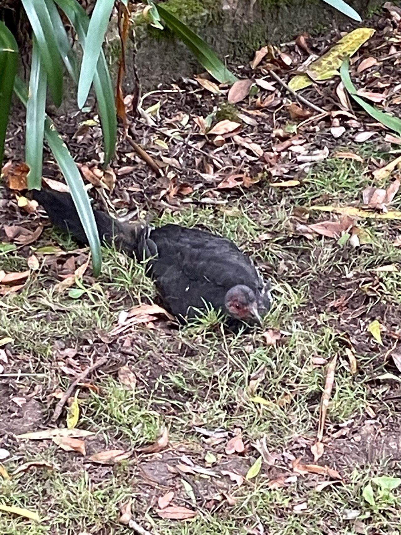 Brush-turkey in Big City Birds App spotted by BushBaby on 12.03.2021