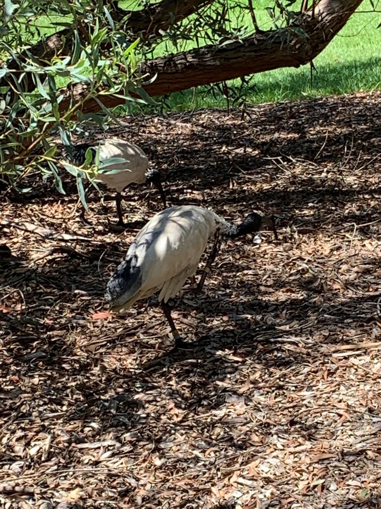 White Ibis in Big City Birds App spotted by Laurie McGuirk on 27.12.2020