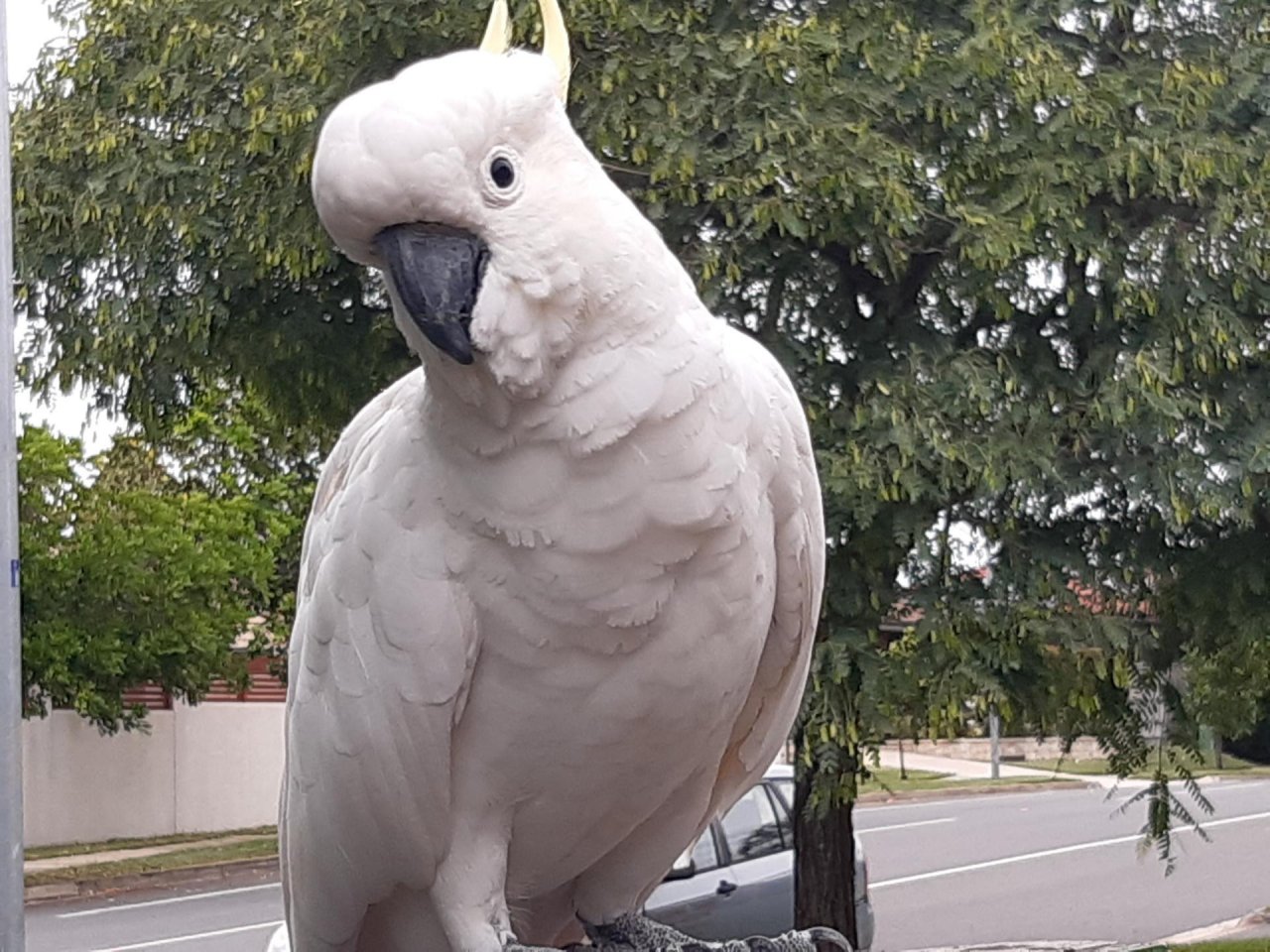 Sulphur-crested Cockatoo in Big City Birds App spotted by Feather on 30.12.2020