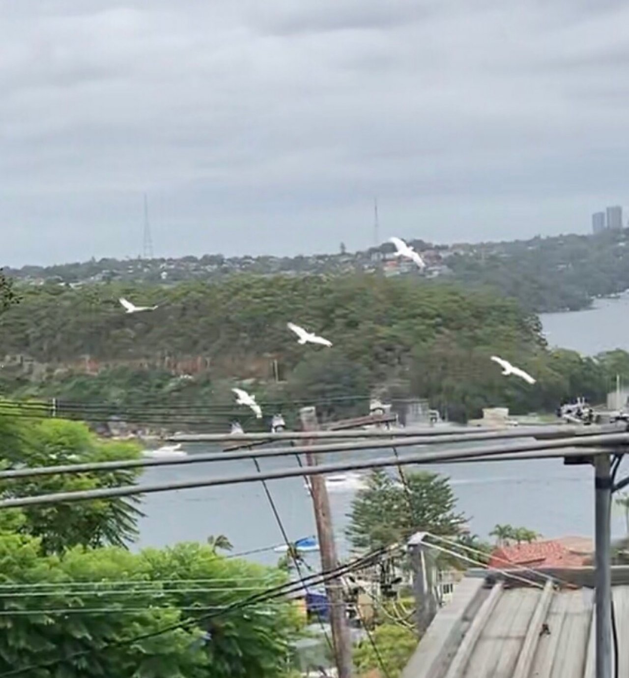 Sulphur-crested Cockatoo in Big City Birds App spotted by ednaward on 01.01.2021