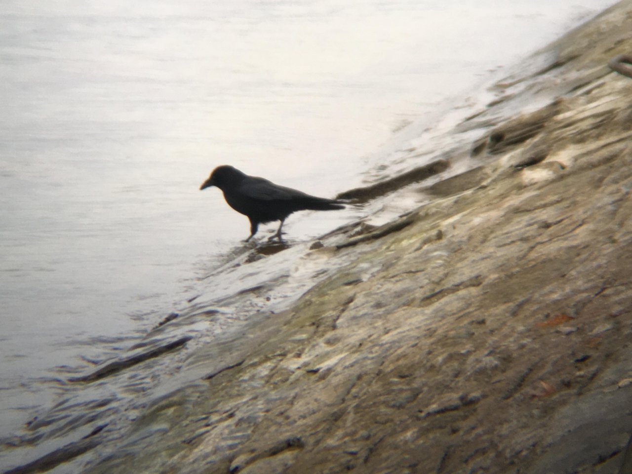 Carrion Crow in KraMobil App spotted by Andreas Ryser on 11.12.2020