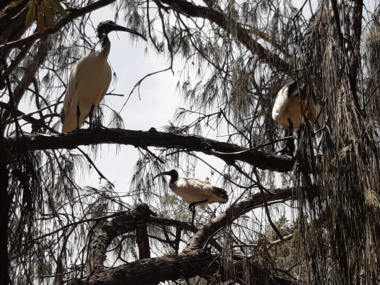 White Ibis in Big City Birds App spotted by Feather on 05.01.2021