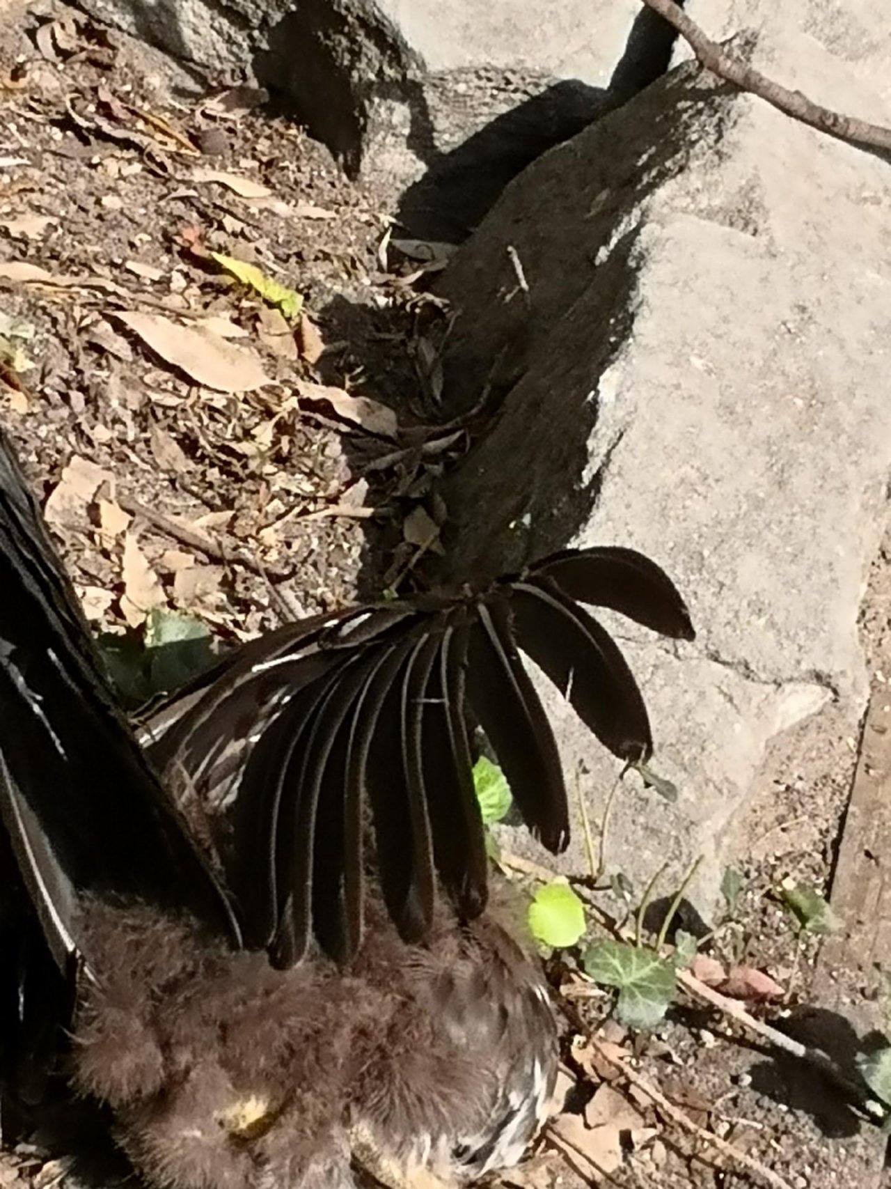 Brush-turkey in Big City Birds App spotted by Trish55 on 10.02.2021