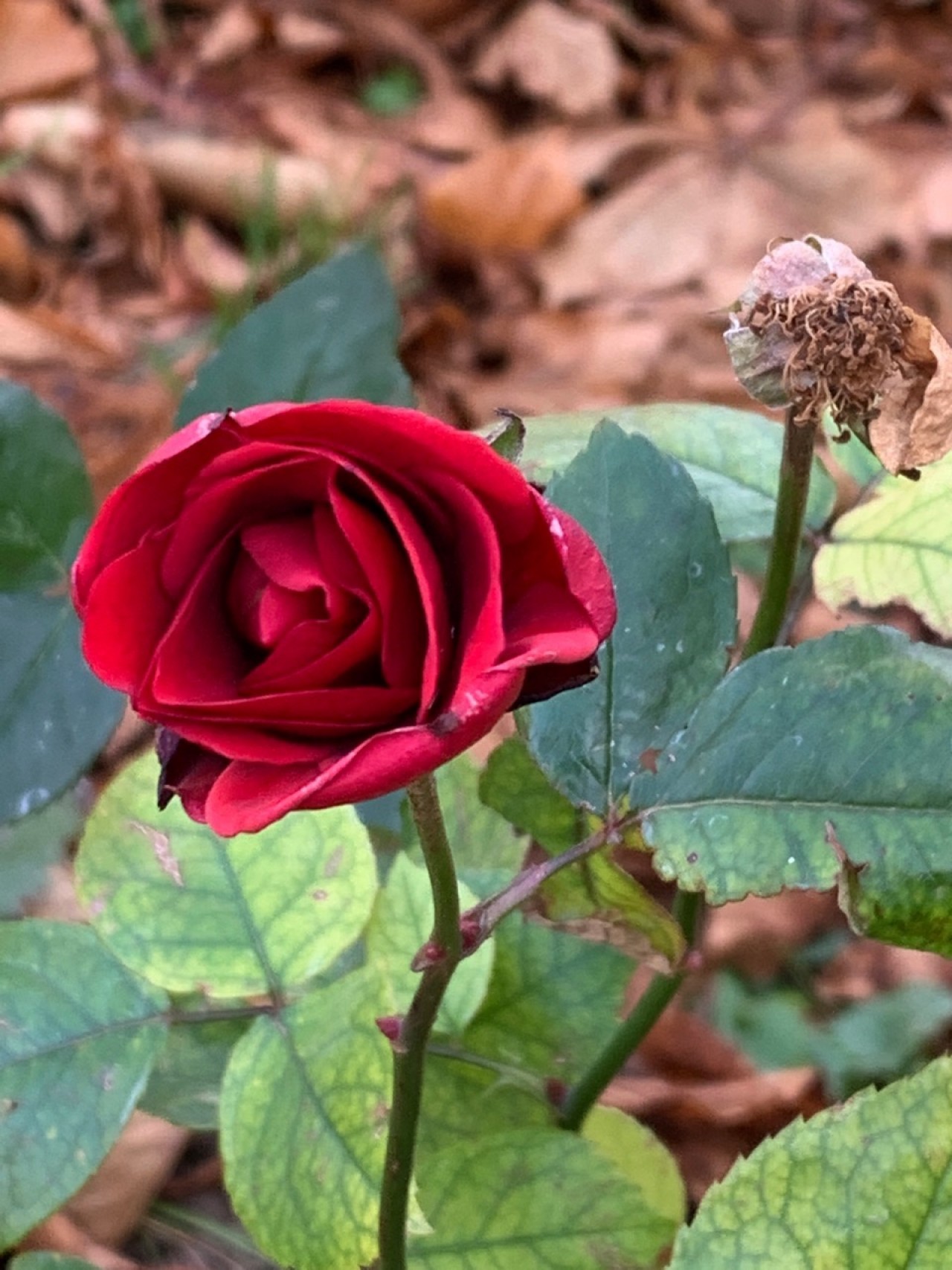 Blühende Rose im Dezember | Naturkalender App | 09.12.2020