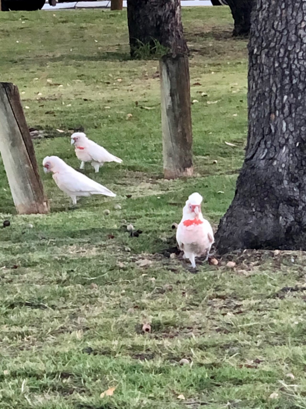 Long-billed Corella in Big City Birds App spotted by EmmaBee on 19.12.2020