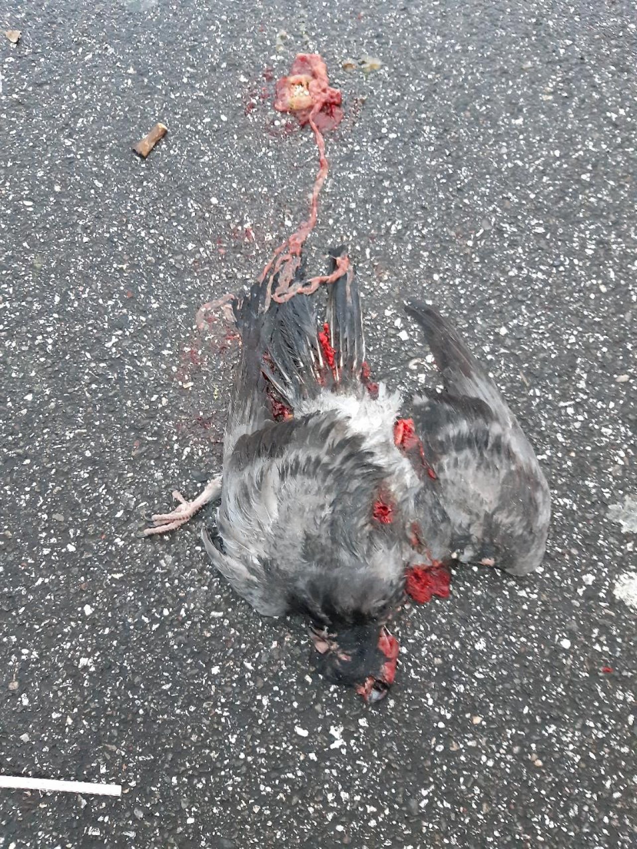 so groß wie Taube in Roadkill App spotted by Mamabird on 24.12.2020