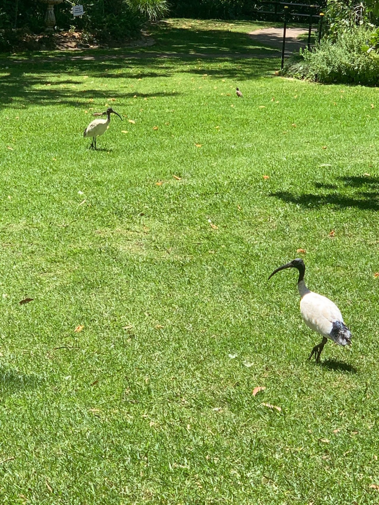 White Ibis in Big City Birds App spotted by John Martin on 04.02.2021