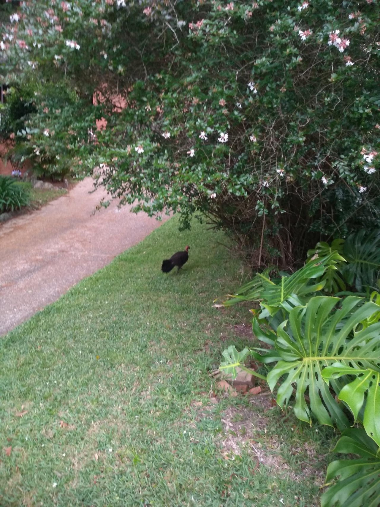 Brush-turkey in Big City Birds App spotted by LumixLoon on 25.12.2020