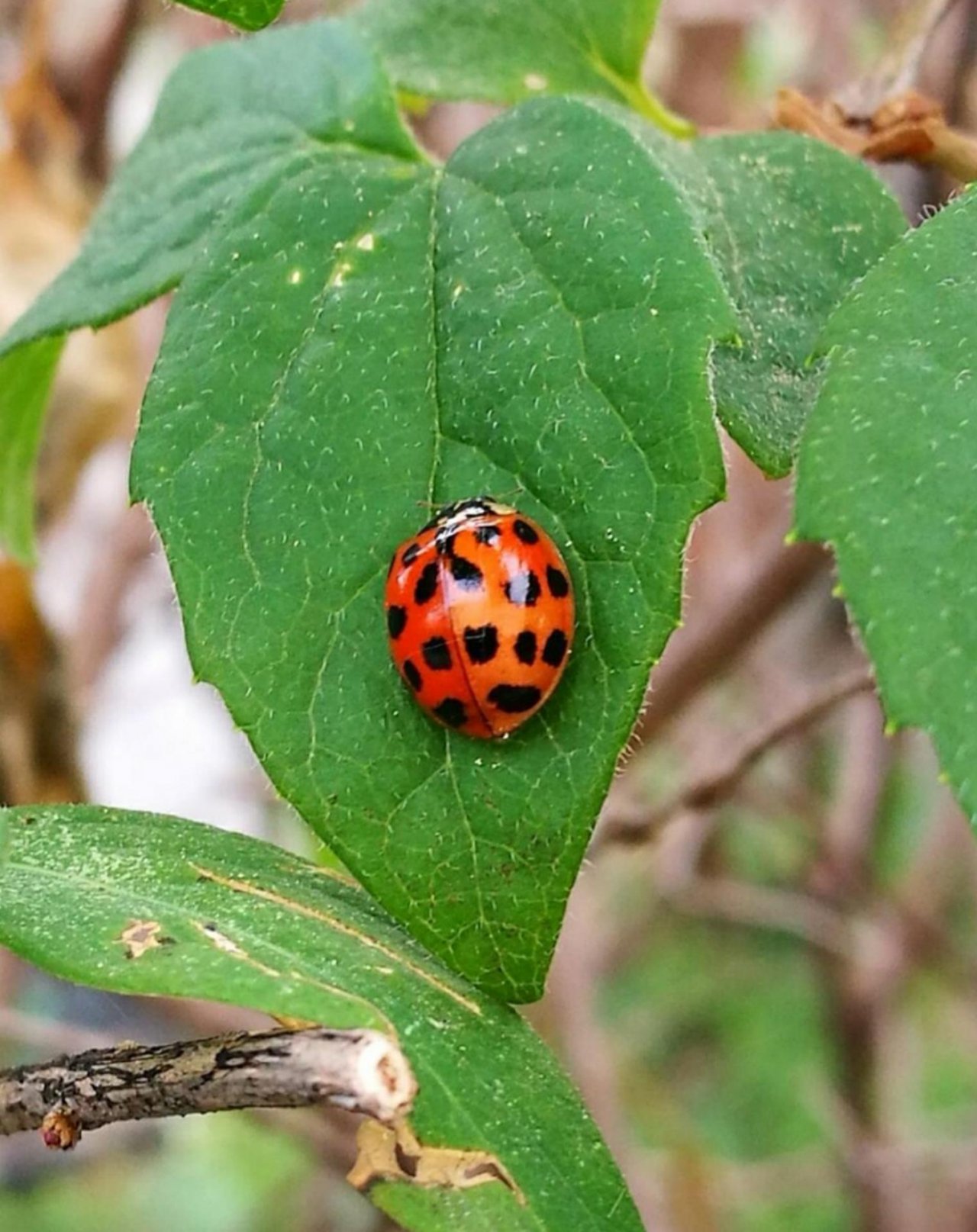 Animals in NatureSpots App spotted by Insectsvienna on 23.05.2020