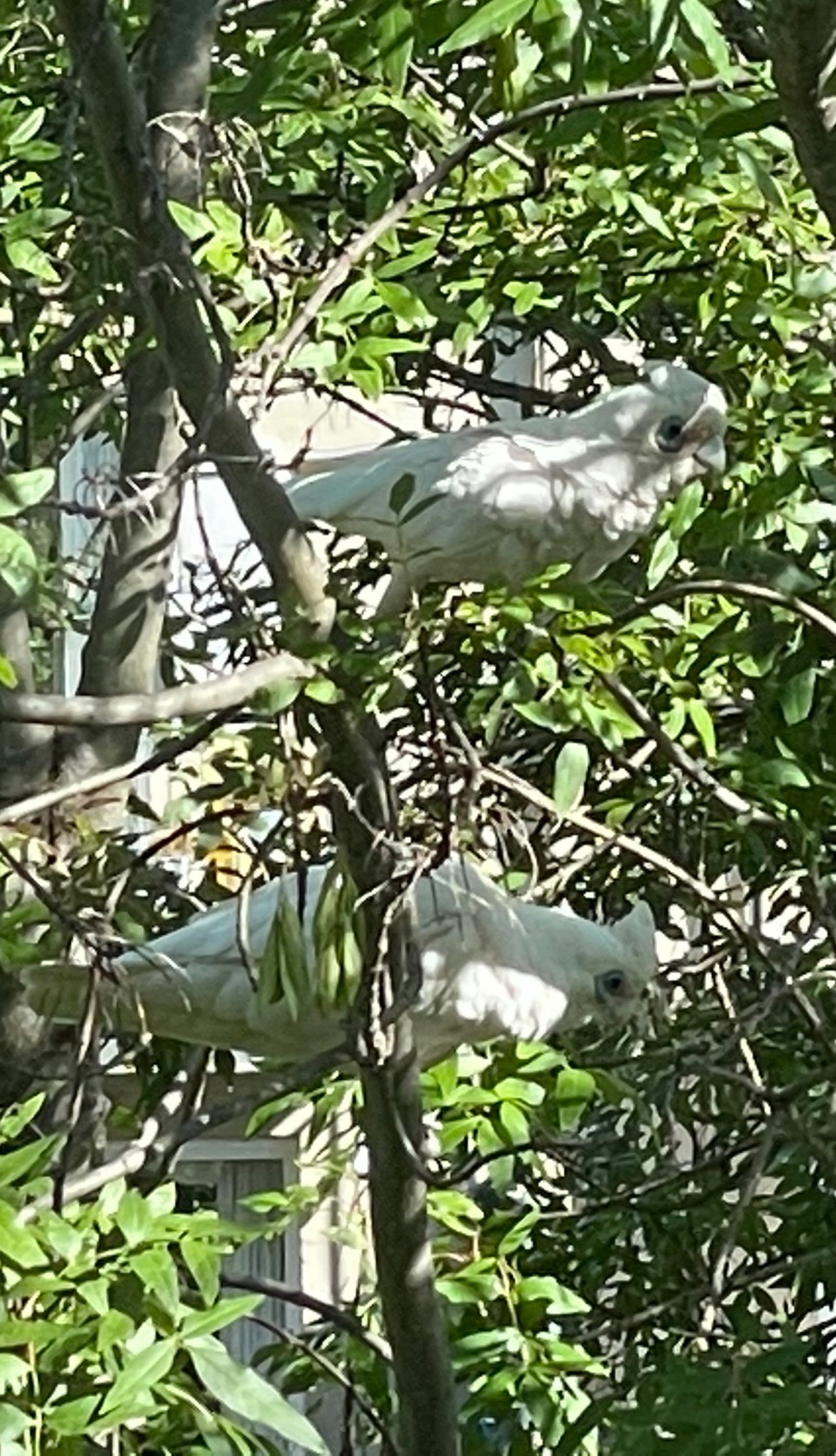 Little Corella in Big City Birds App spotted by Spectregram on 08.01.2021